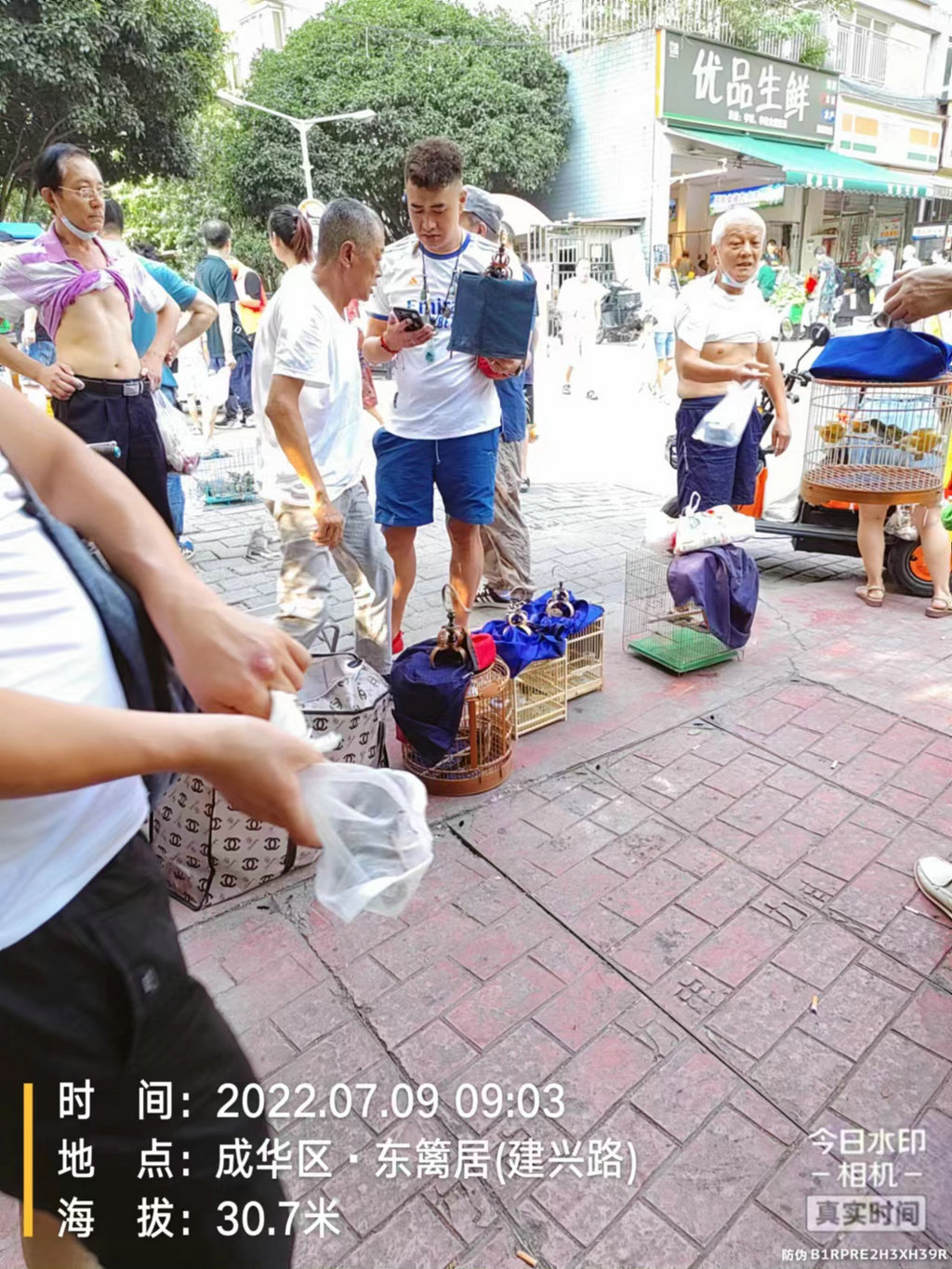 成华区东篱鸟市